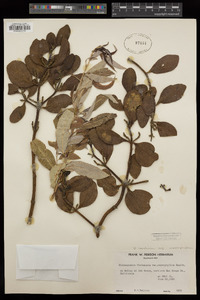 Phoradendron leucarpum subsp. macrophyllum image