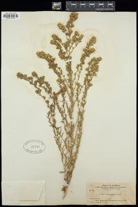Symphyotrichum falcatum var. commutatum image