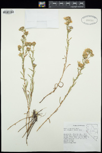 Aster campestris image