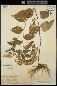 Inula germanica image