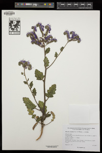 Phacelia crenulata image