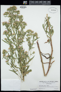 Symphyotrichum bracteolatum image