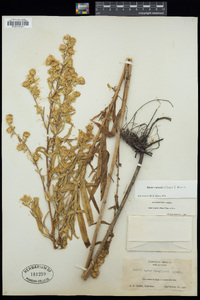 Symphyotrichum bracteolatum image