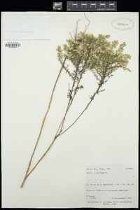 Symphyotrichum ericoides image