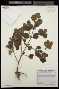 Phoradendron leucarpum image