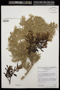 Phoradendron bolleanum image