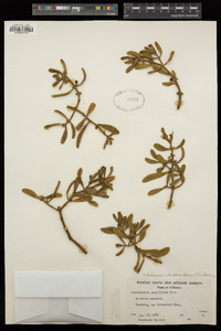 Phoradendron bolleanum image