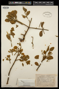 Phoradendron villosum image