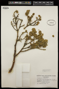Phoradendron villosum image