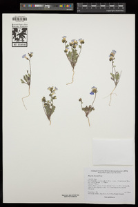 Phacelia fremontii image