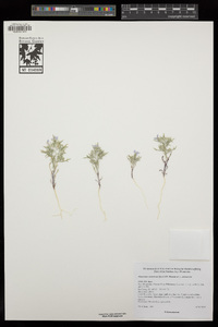 Eriastrum eremicum subsp. eremicum image