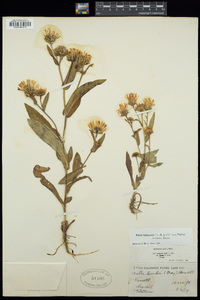 Symphyotrichum foliaceum var. parryi image