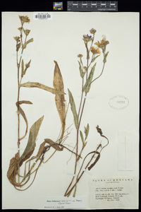 Symphyotrichum foliaceum var. parryi image