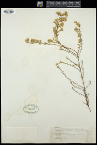 Symphyotrichum ericoides image