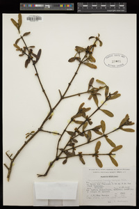 Phoradendron brachystachyum image