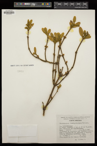 Phoradendron brachystachyum image