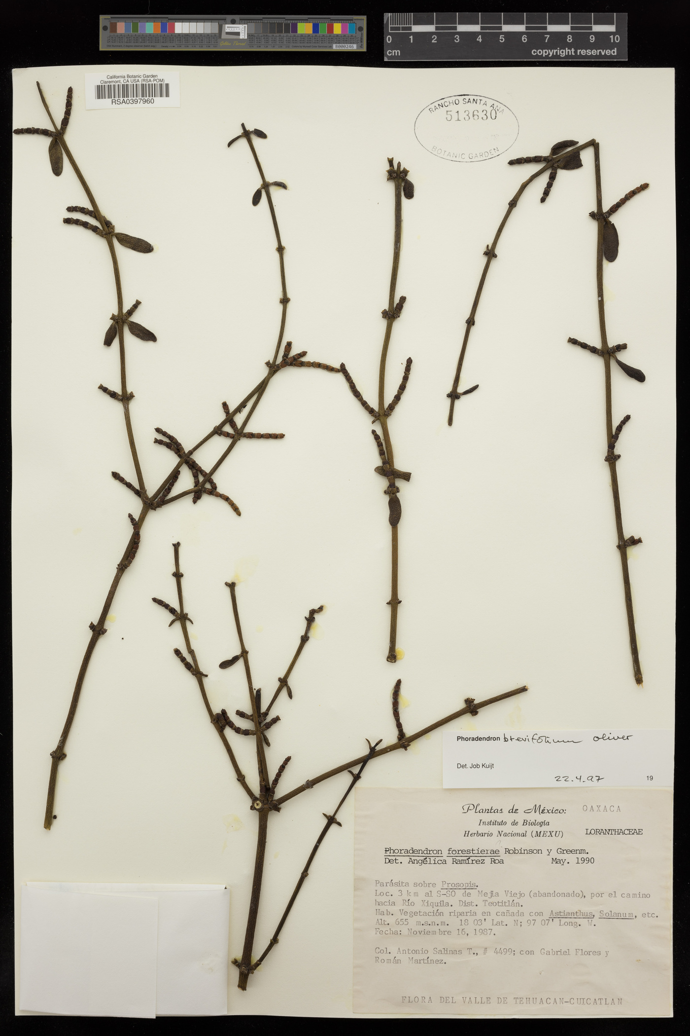 Phoradendron brevifolium image
