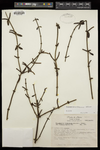 Phoradendron brevifolium image