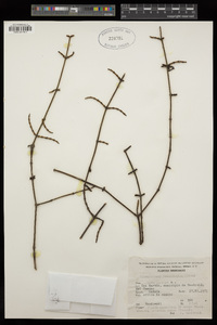 Phoradendron brevifolium image