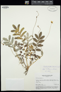 Potentilla anserina image