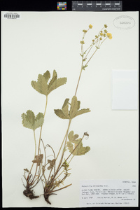 Potentilla chrysantha image