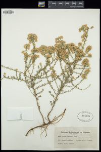 Aster batesii image