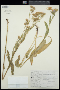 Symphyotrichum foliaceum var. foliaceum image