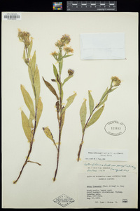 Symphyotrichum foliaceum var. parryi image