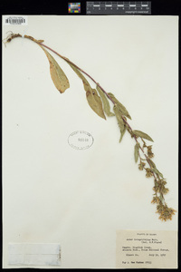 Eurybia integrifolia image