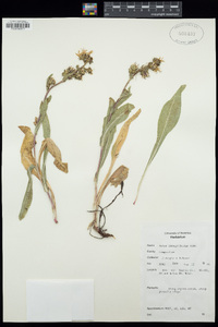 Eurybia integrifolia image