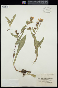 Eurybia integrifolia image