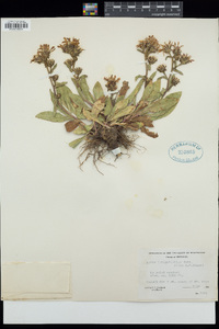 Eurybia integrifolia image