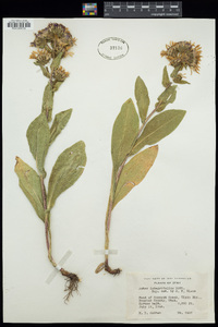 Eurybia integrifolia image