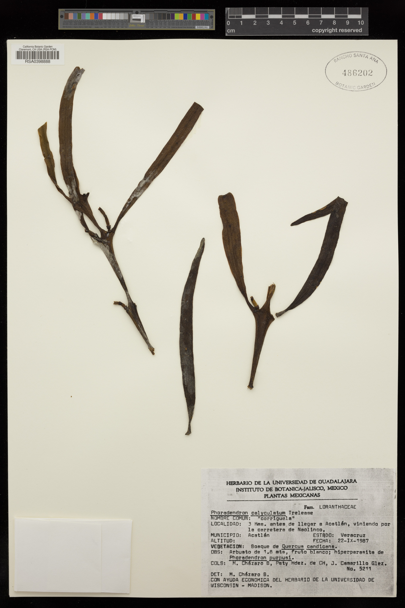 Phoradendron falcatum image