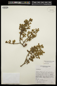 Phoradendron leucarpum subsp. tomentosum image