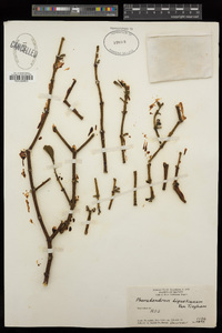 Phoradendron brachystachyum image