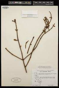 Phoradendron brachystachyum image