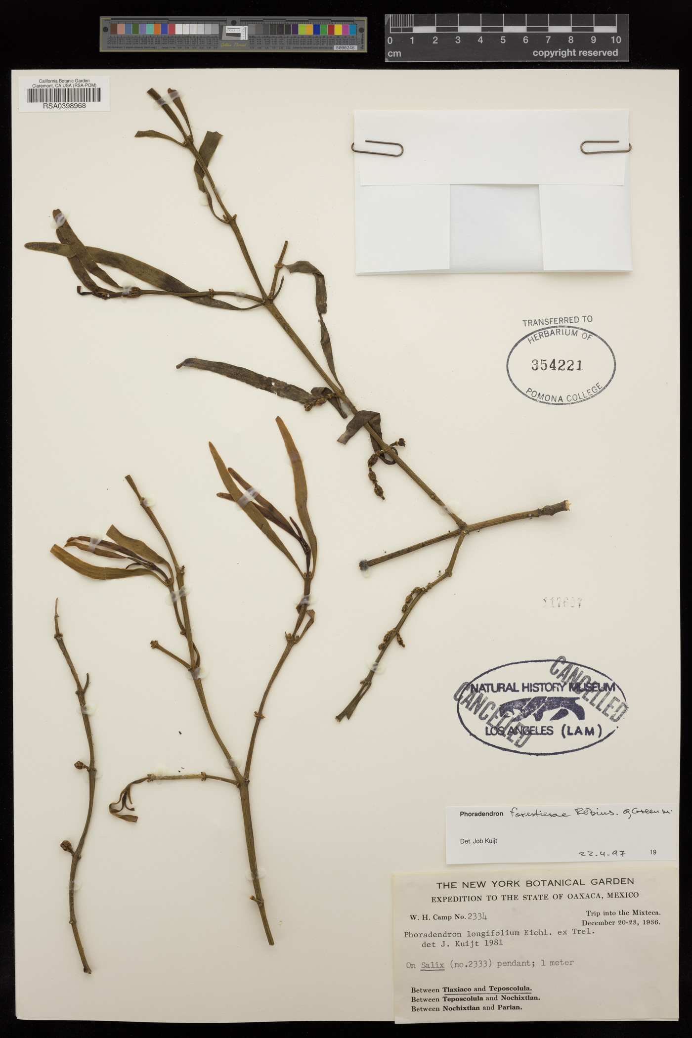 Phoradendron longifolium image