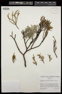 Phoradendron juniperinum subsp. juniperinum image