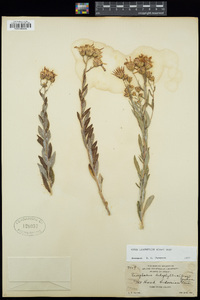 Aster ledophyllus image