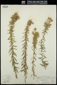 Ionactis linariifolia image