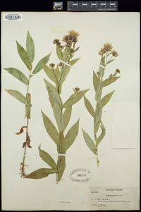 Aster modestus image