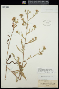 Symphyotrichum spathulatum var. intermedium image