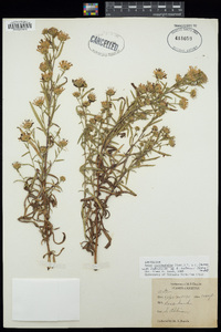 Symphyotrichum spathulatum var. spathulatum image