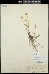 Symphyotrichum spathulatum var. spathulatum image