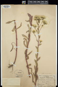 Aster oregonensis image