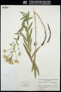 Sericocarpus oregonensis subsp. californicus image