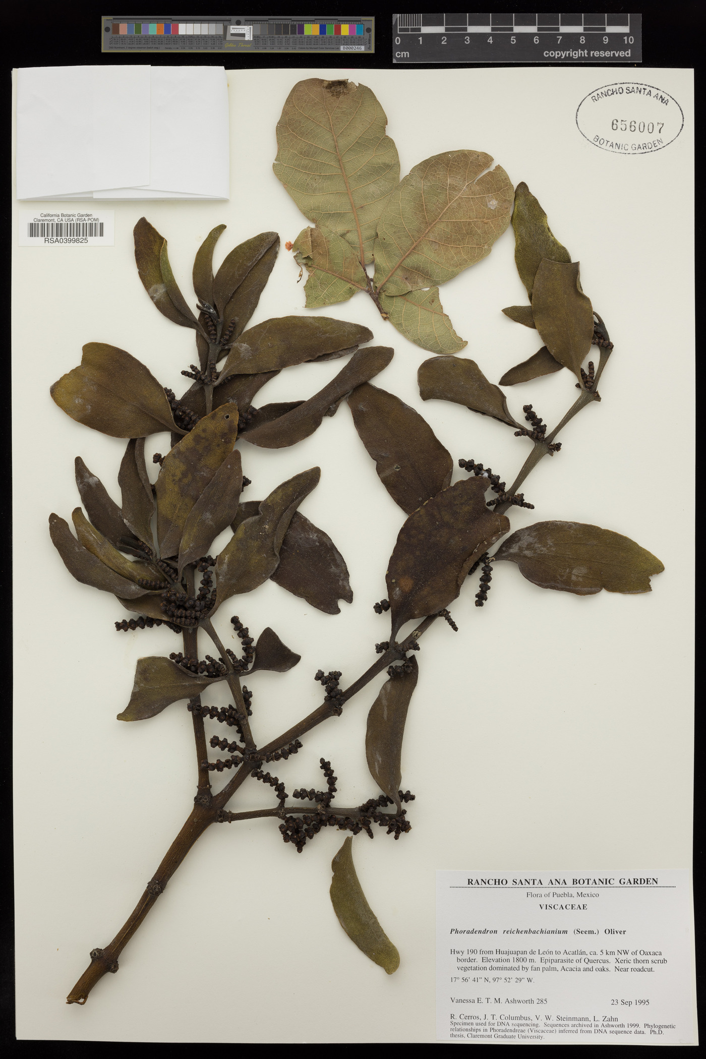 Phoradendron reichenbachianum image