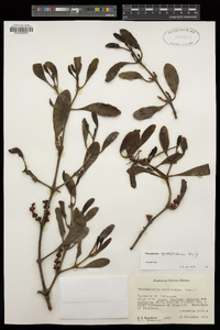 Phoradendron spathulatum image