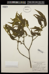 Phoradendron velutinum image